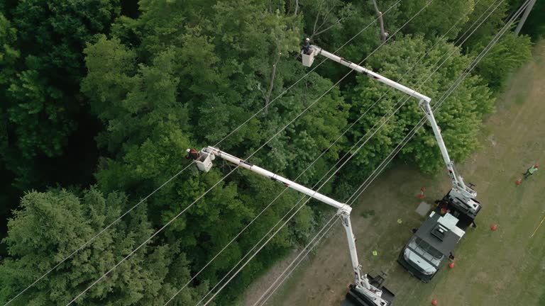 Best Tree Trimming and Pruning  in Louisville, NE