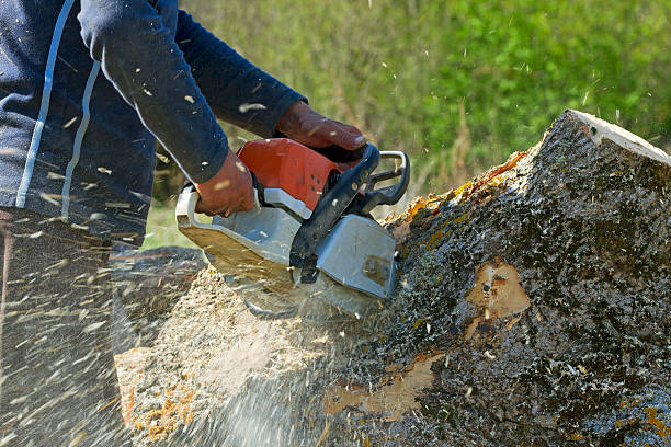 Reliable Louisville, NE  Tree Services Solutions